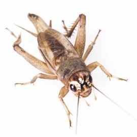 Prevention of dangers caused by animals, snakes and poisonous insects.